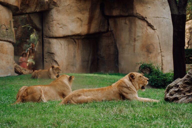 Envie de découvrir de nouveaux parcs animaliers en famille ?