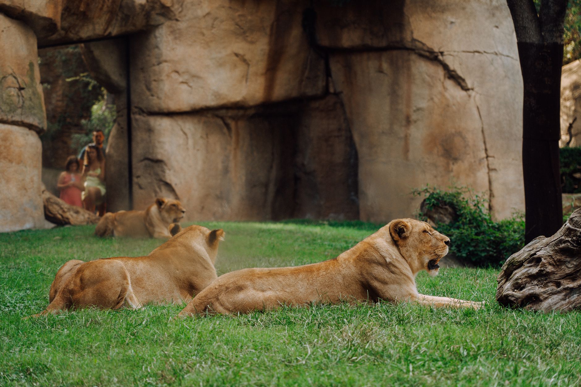Envie de découvrir de nouveaux parcs animaliers en famille ?