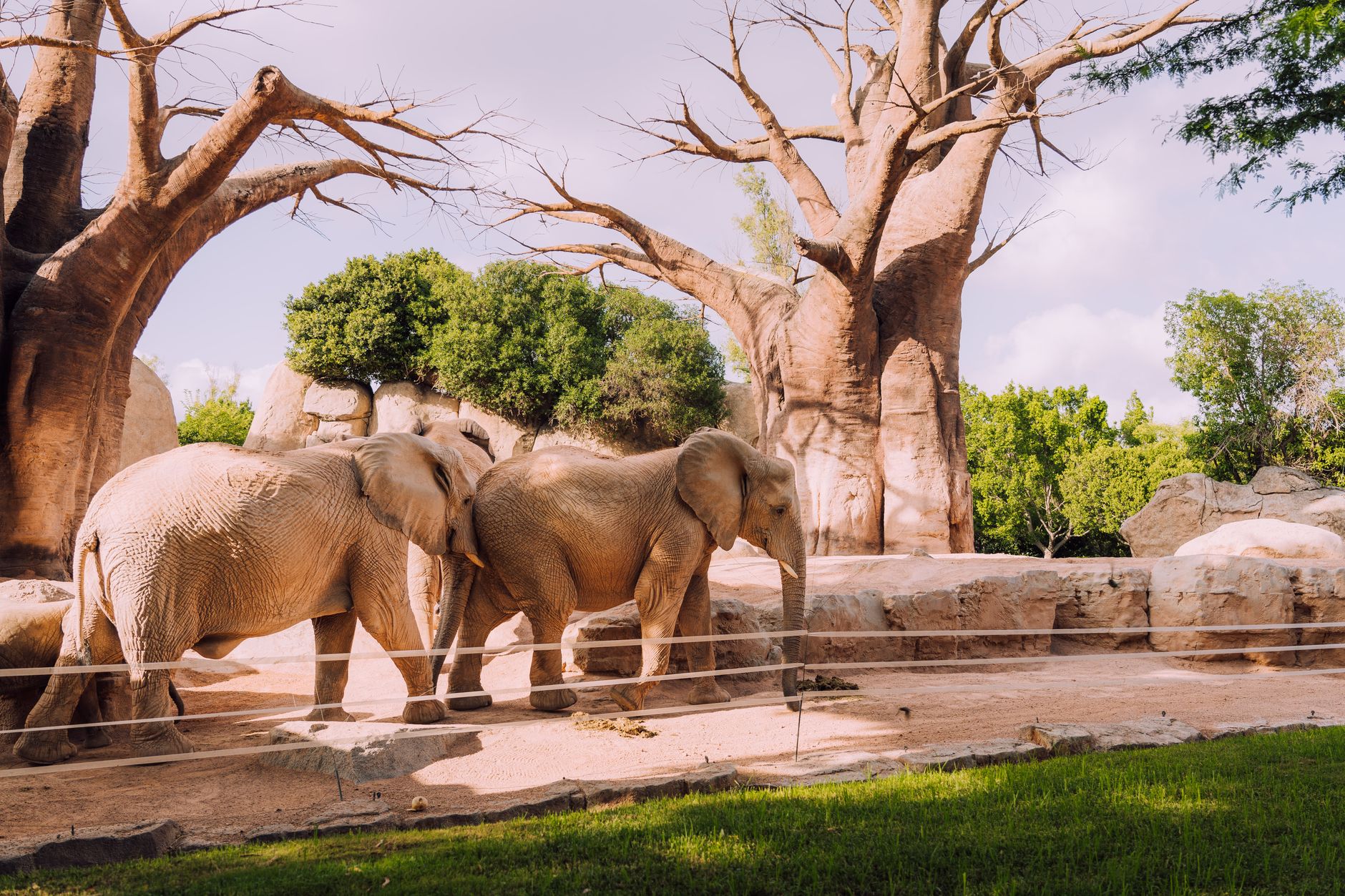 Quels sont les nouveaux parcs animaliers à découvrir en famille ?