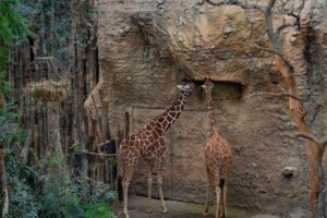 Quels sont les parcs animaliers à découvrir en famille ?