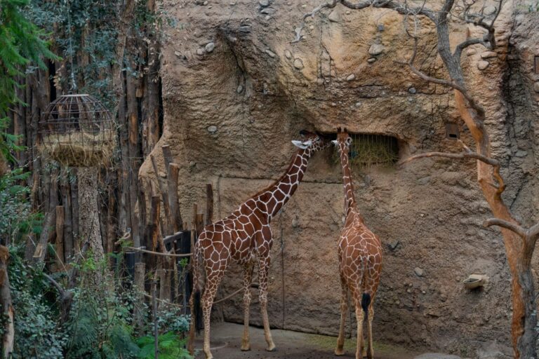 Quels sont les parcs animaliers à découvrir en famille ?
