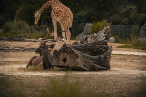 Quels sont les nouveaux parcs animaliers à découvrir en famille ?
