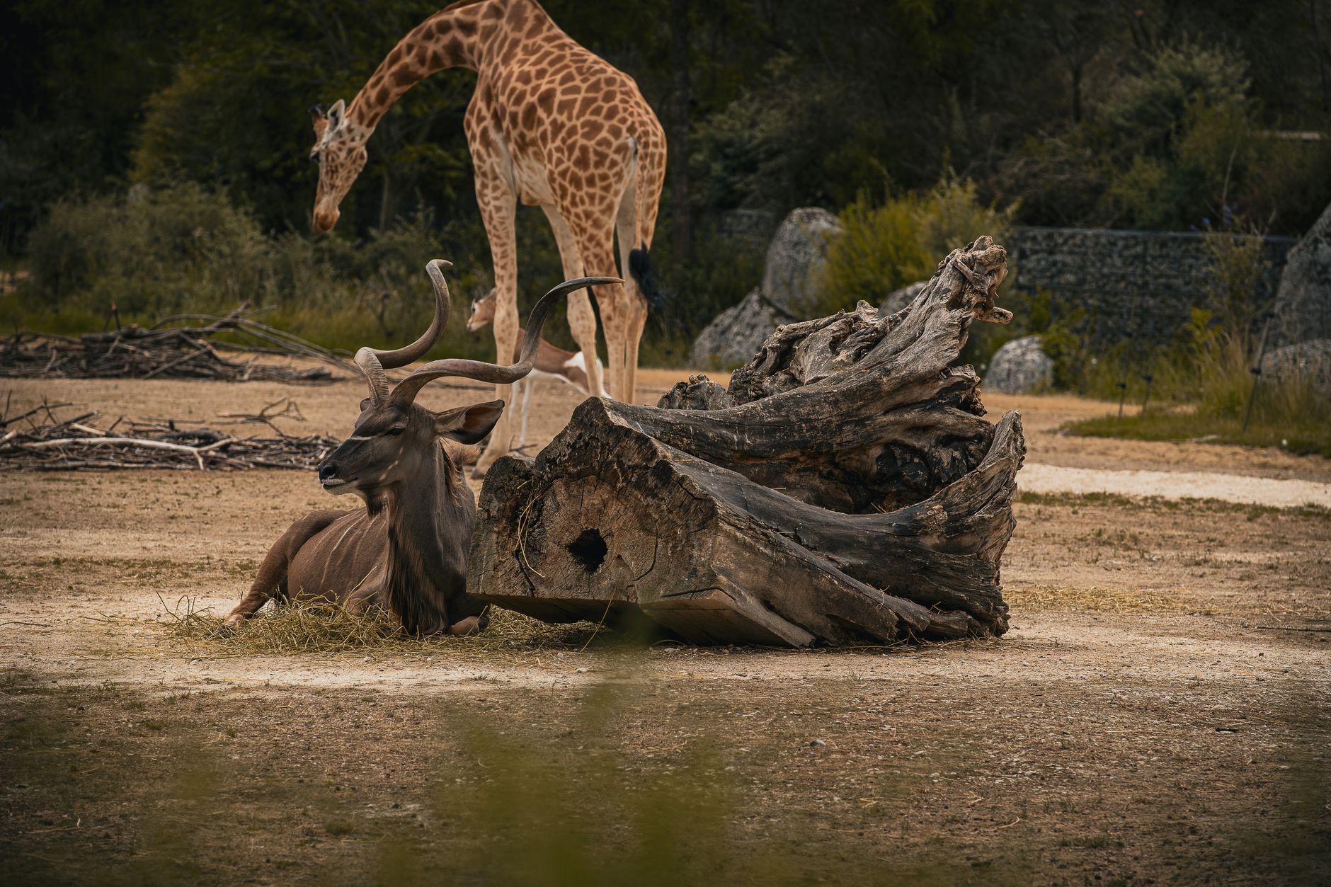 Quels sont les nouveaux parcs animaliers à découvrir en famille ?