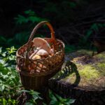 Cueillir des champignons en toute sécurité, du panier à l’assiette