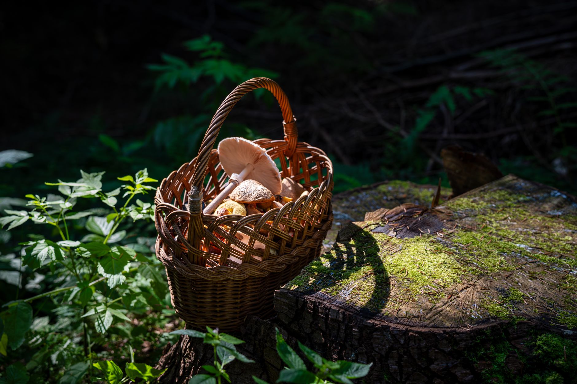 Cueillir des champignons en toute sécurité, du panier à l’assiette